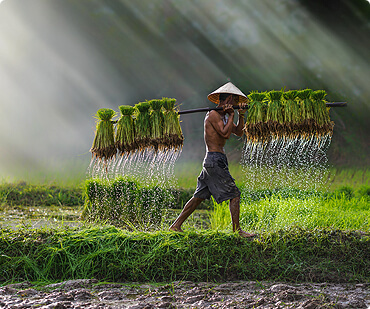 Agropecuária de sustentabilidade reduz emissão por cabeça de gado — também em Agricultura de Integra